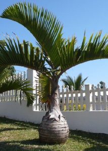 Cómo cuidar palmera artificial